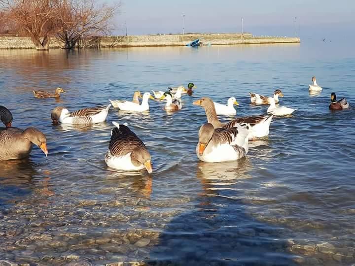 Hotel Restaurant Univers Shkodër Dış mekan fotoğraf